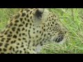 A Window to Africa - WildEarth.TV