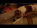 Borzoi video