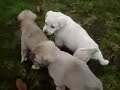 Kurdish Akbas vs.Kurdish Kangal Little babies Dog Fight Kurdish Akbas vs.Kurdish Kangal Little babies Dog Fight