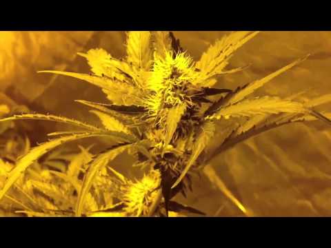 how to grow purple weed