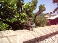 Monkey Business
