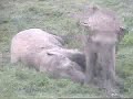 Elephant Dance