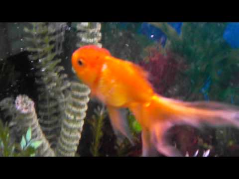 how to cure ammonia burns on fish
