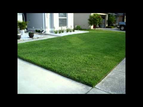how to fertilize zoysia lawn