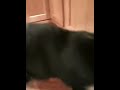 Hungry cat