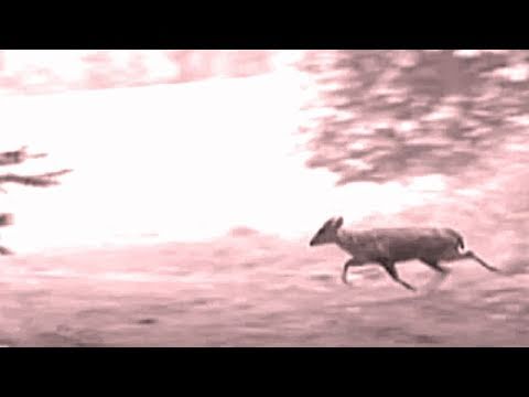 Fieldsports Britain – Deerstalking special: muntjac and that Exmoor Emperor