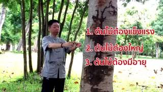 ชี่กง -วิธีรับพลังจากต้นไม้
