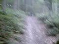 BigFoot sighting