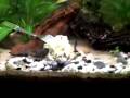 videos de 29 gallon aquarium 03jan2009