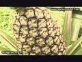 Producción de PIÑA para exportación - Parte 1 Producción de PIÑA para exportación - Parte 1