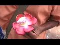 Naga Linga Flower - described by Radhakrishna Chaitanya Naga Linga Flower - described by Radhakrishna Chaitanya