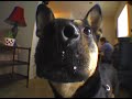 German shepherd mix acting crazy