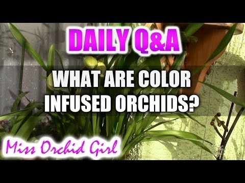 how to dye an orchid blue
