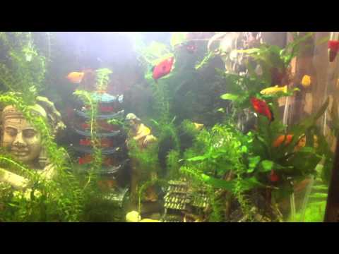 how to fertilize jasmine