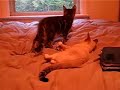 when Kittens attack.  Naruto style