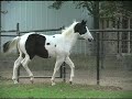 7 month old Double Homozygous Coloured American Paint Foal