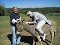 Gale the Donkey and I Gale the Donkey and I
