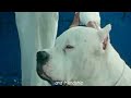 El Perro El Perro