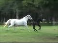 Andalusian Horse Foal Running & Playing