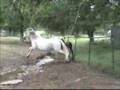 Andalusian Horse Foal Running & Playing