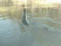 Rod and Reel Gator Gar Fishing #3 Rod and Reel Gator Gar Fishing #3