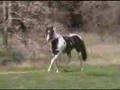 World International CH sire ,Black and White Paint Stallion