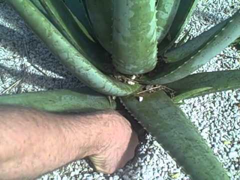 how to transplant aloe