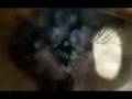 clip video Henri Salvador Chambre avec vue