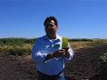 Insect pheromone traps