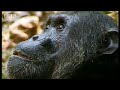 bbc: chimp family fortunes: chimps hunt red colobus