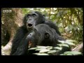 Chimps vs red colobus monkeys - BBC wildlife