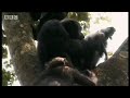 bbc: chimp family fortunes: chimps hunt red colobus