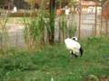 videos de Tobu-Dobutsu-koen (10 of 11)