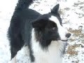 All About Border Collies