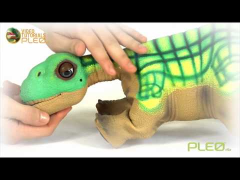 how to train pleo rb