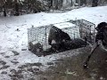 training bluetick hound