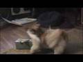 Tallulah Finds the kitty