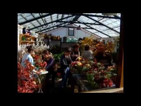 how to transplant gardenia