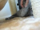 Kitten falling asleep Kitten falling asleep