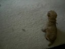 Wobbly Walking @ Two Weeks Old Wobbly Walking @ Two Weeks Old