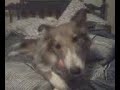 cute dog