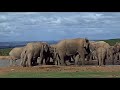 Elephants drinking at waterhole II