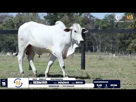 2� DE OLHO NA FAZENDA NELORE SESMARIAS