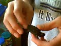 Baby Common Snapping Turtle Baby Common Snapping Turtle