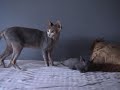 Naked Hairless Sphynx Babies Naked Hairless Sphynx Babies