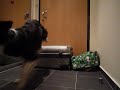cuvanie na kufor.MOV