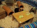 Meine Meerschweinchen im Auslauf