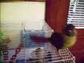 Yellow sided Green Cheek Dancing