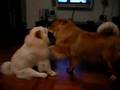 Chow Chow couple
