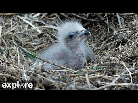 Live-Cam: Vgel - Bald Eagle / Weikopfseeadler (Ca ...